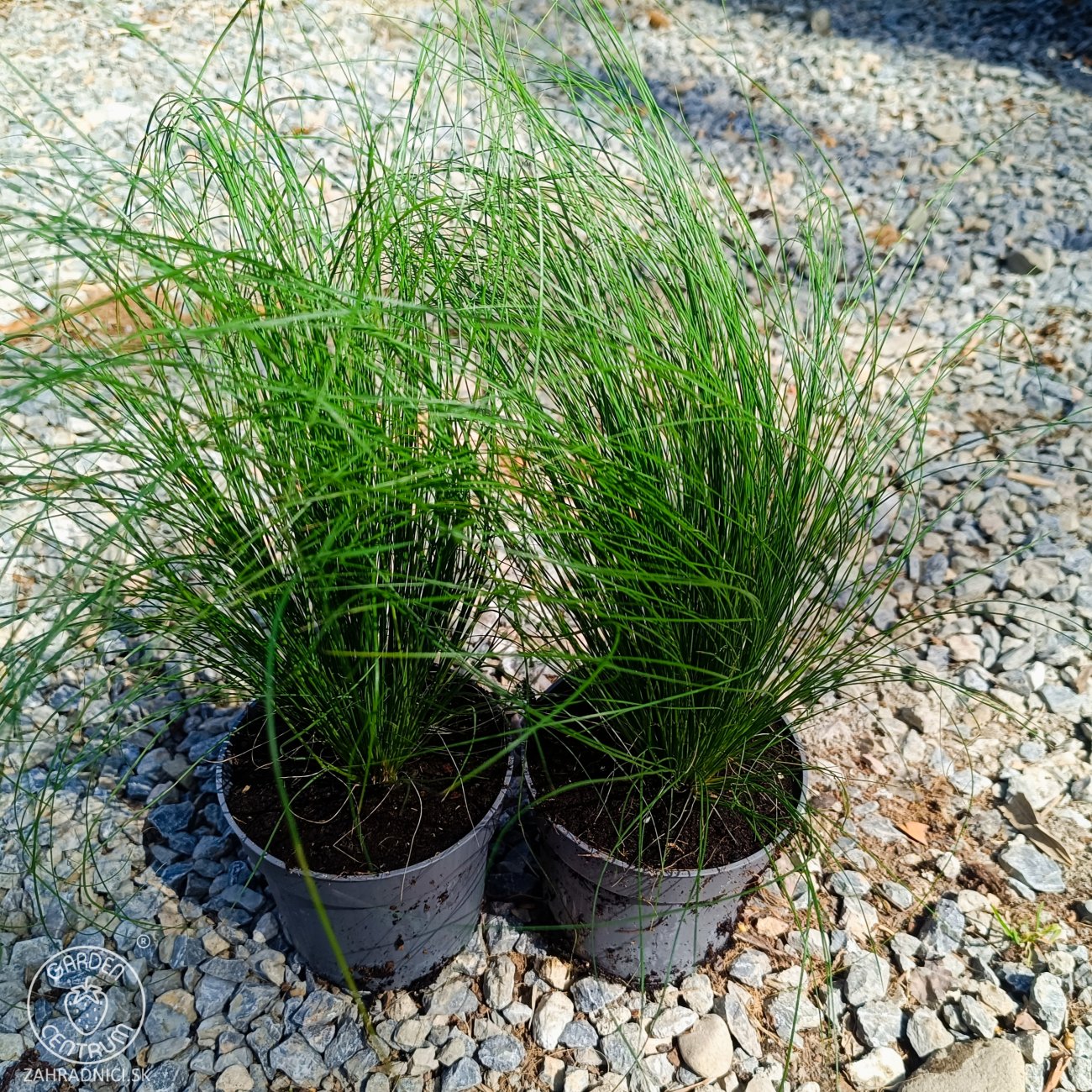 Obrázok Kavyľ (Stipa tenuissima) ´PONYTAILS´ - kont. P11